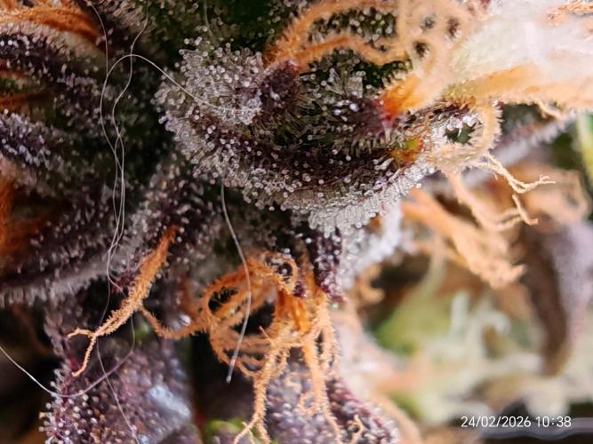 Imperium X. Week 14