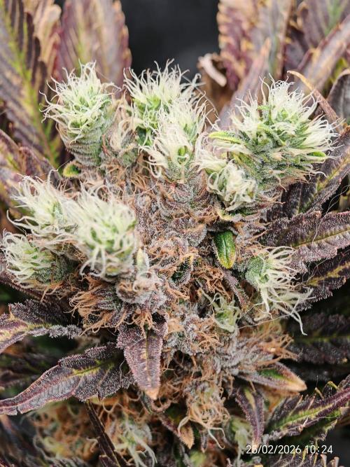 Imperium X. Week 14