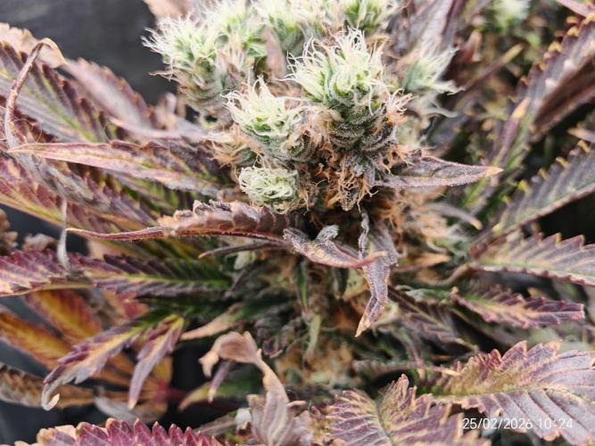 Imperium X. Week 14