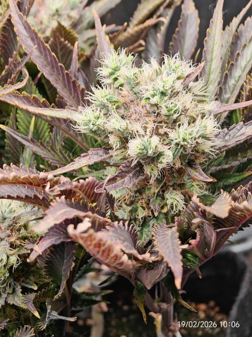 Imperium X. Week 15