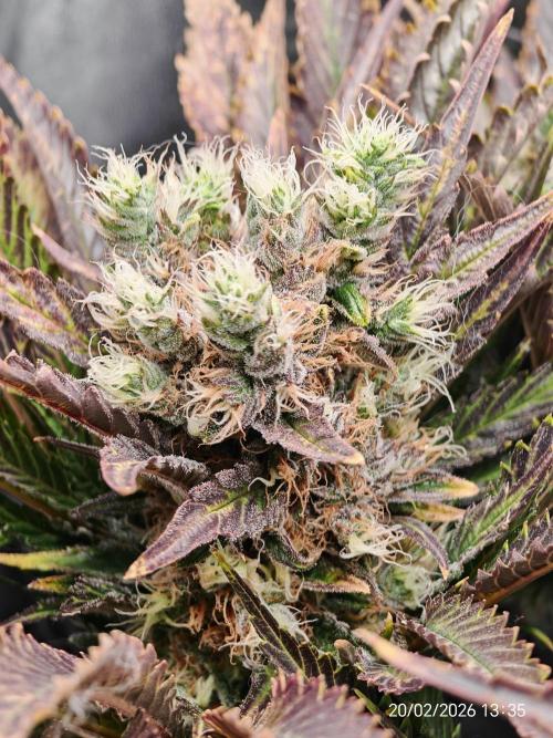 Imperium X. Week 15