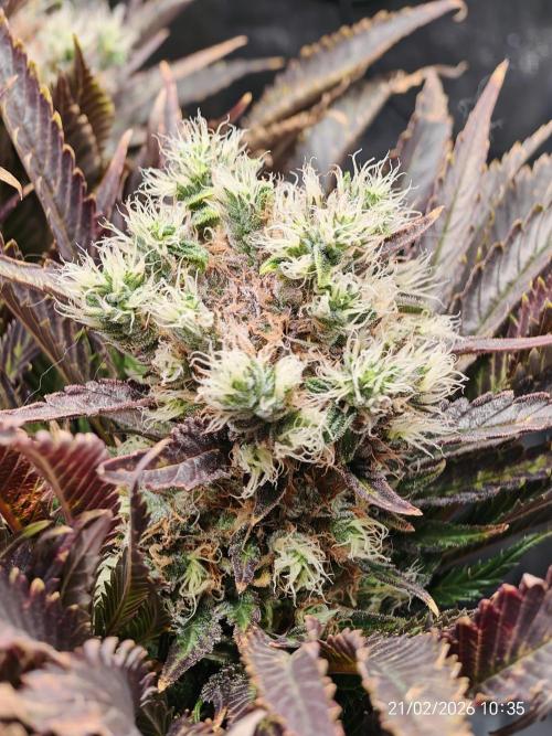 Imperium X. Week 15