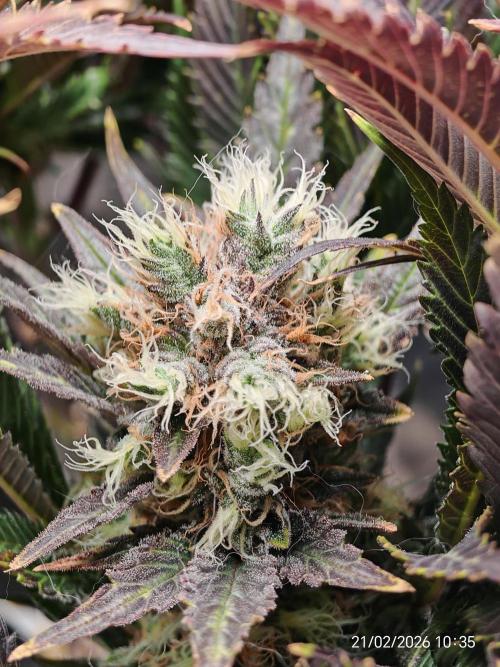 Imperium X. Week 15