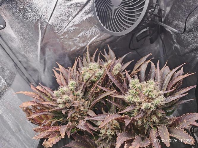 Imperium X. Week 15