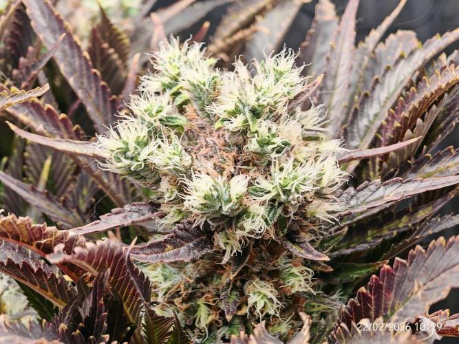 Imperium X. Week 15