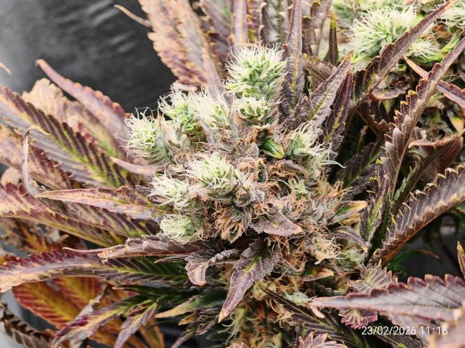 Imperium X. Week 15