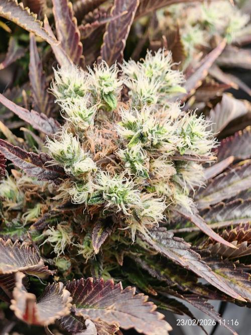 Imperium X. Week 15