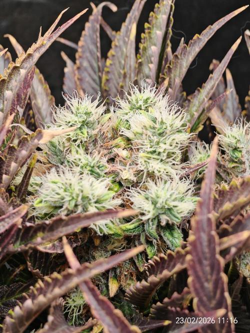 Imperium X. Week 15