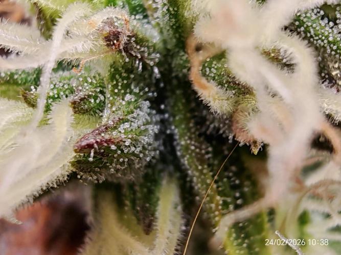 Imperium X. Week 15
