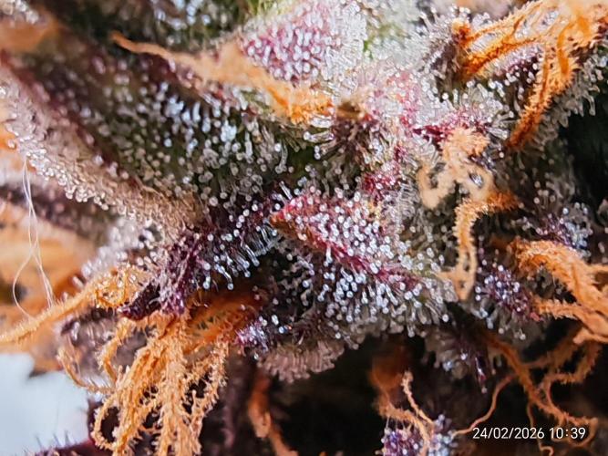 Imperium X. Week 15