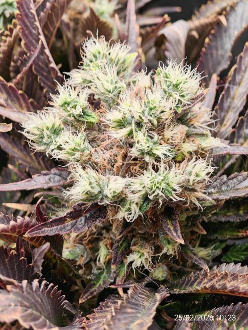 Imperium X. Week 15