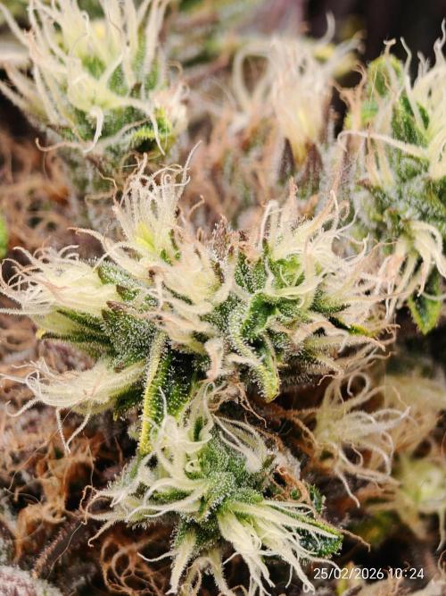 Imperium X. Week 15