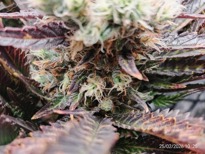 Imperium X. Week 15