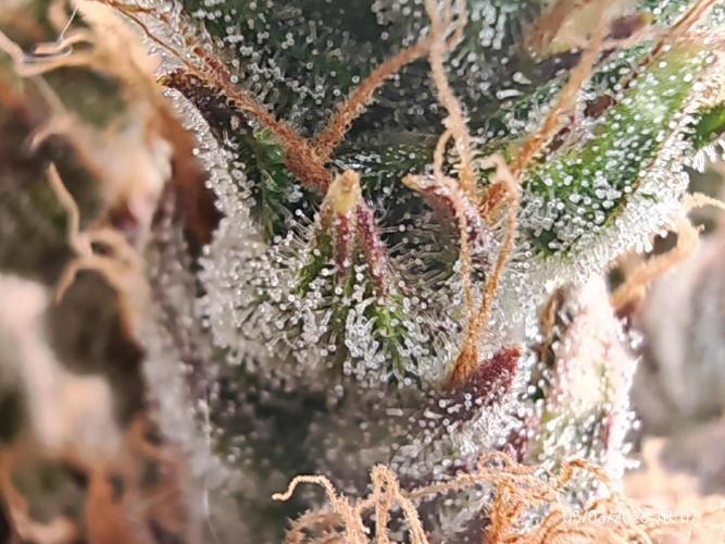 Imperium X. Week 16