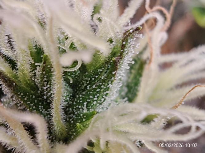Imperium X. Week 16