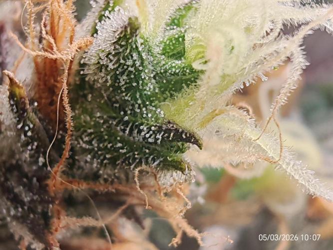 Imperium X. Week 16