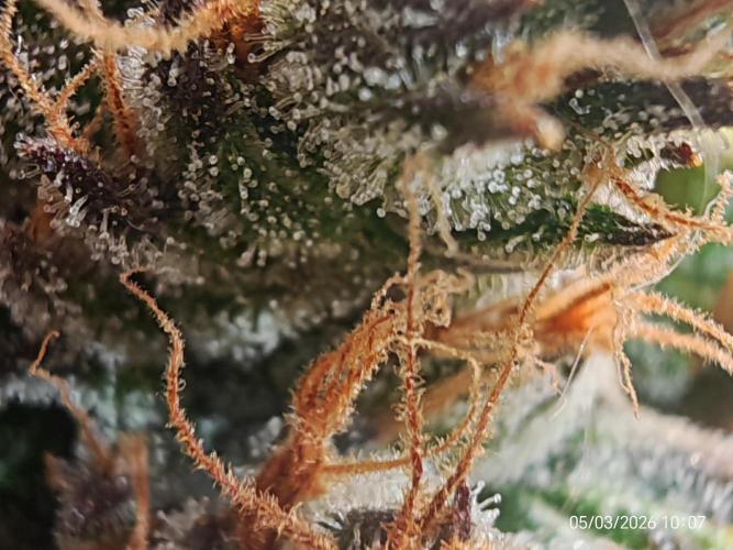 Imperium X. Week 16