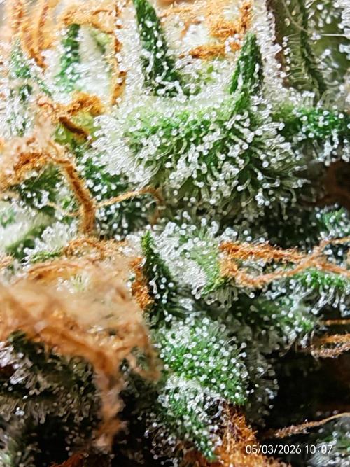 Imperium X. Week 16
