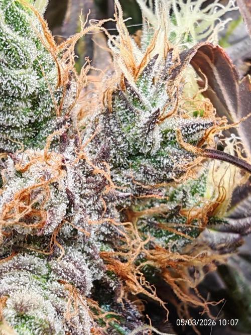 Imperium X. Week 16