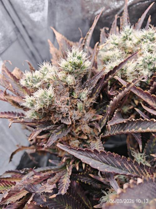 Imperium X. Week 16