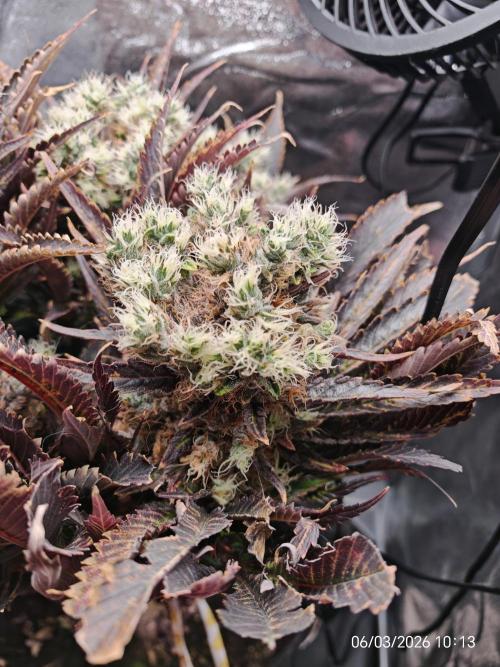 Imperium X. Week 16