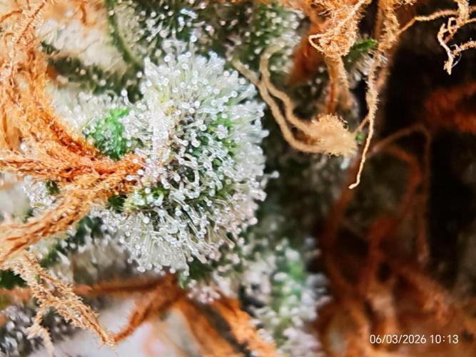 Imperium X. Week 16