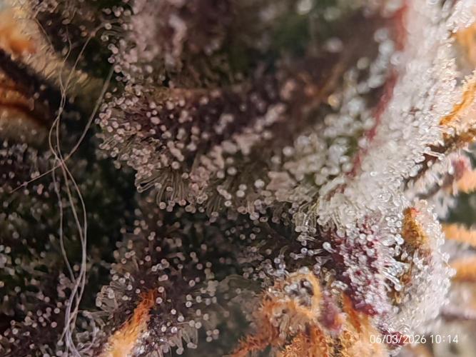 Imperium X. Week 16