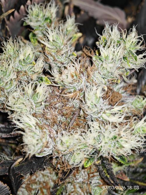Imperium X. Week 16