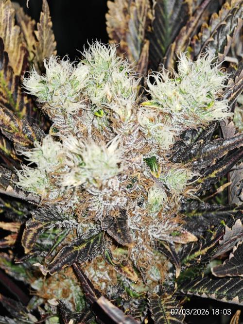 Imperium X. Week 16