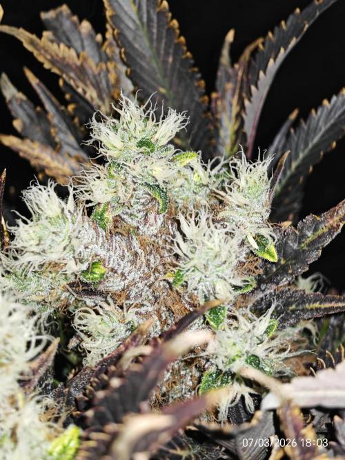 Imperium X. Week 16