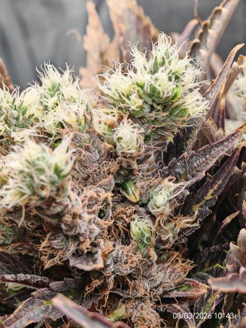 Imperium X. Week 16
