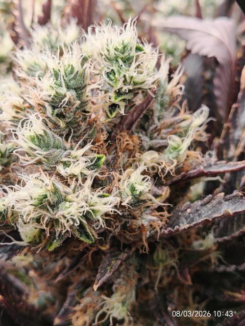 Imperium X. Week 16