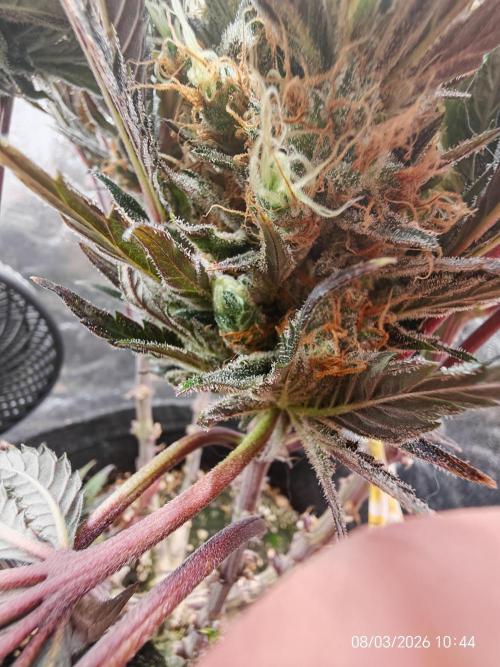 Imperium X. Week 16