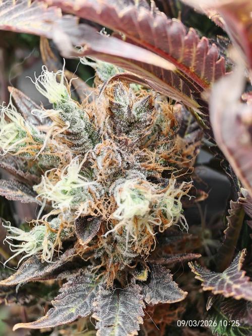 Imperium X. Week 16