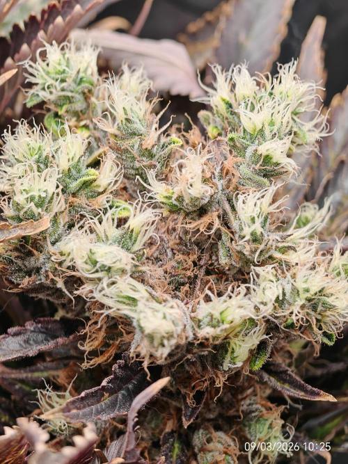 Imperium X. Week 16
