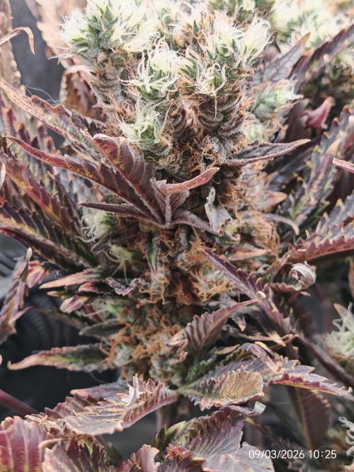 Imperium X. Week 16