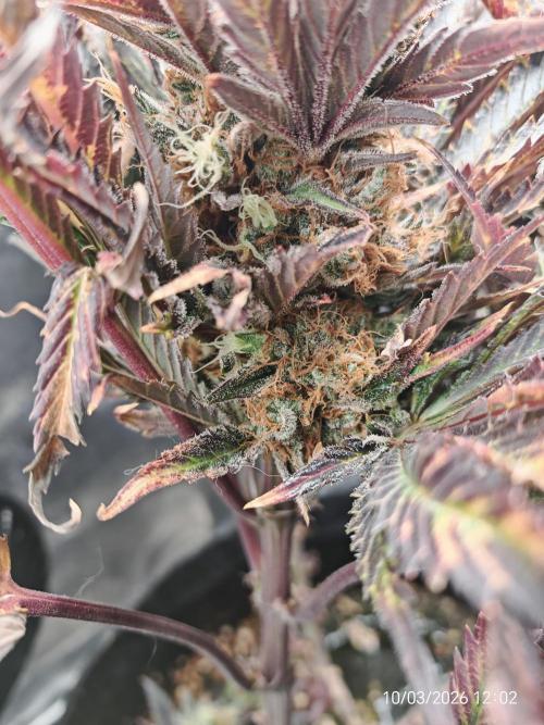 Imperium X. Week 16
