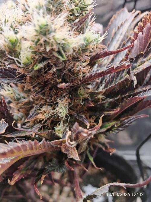 Imperium X. Week 16