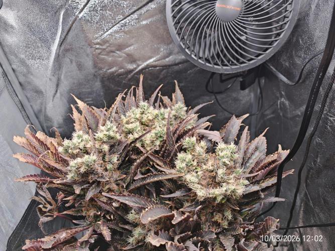 Imperium X. Week 16