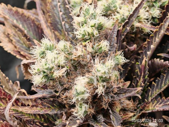 Imperium X. Week 16