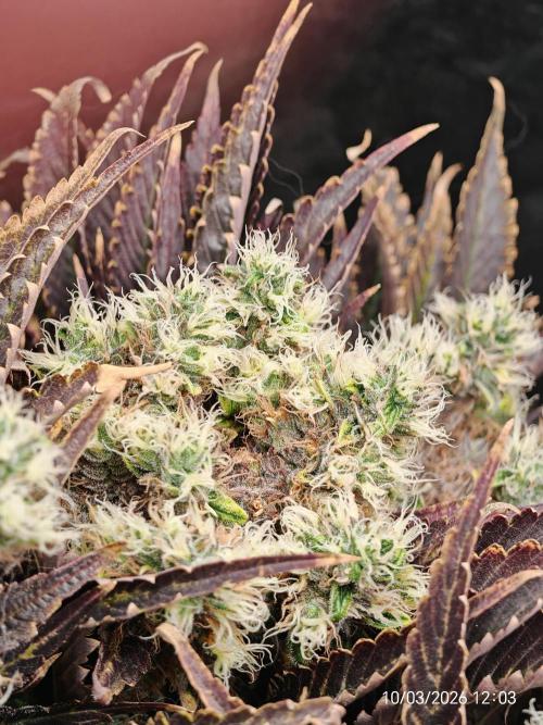 Imperium X. Week 16