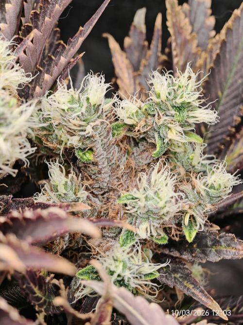 Imperium X. Week 16