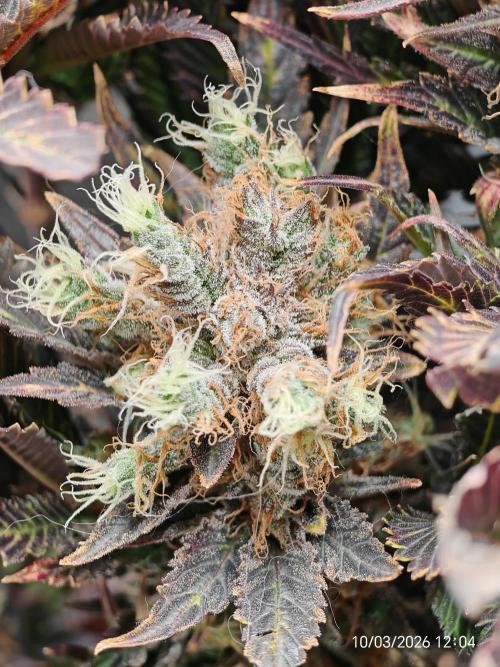 Imperium X. Week 16