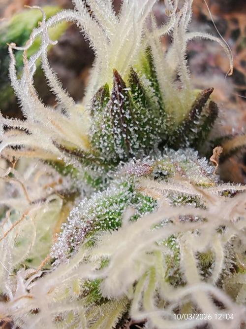Imperium X. Week 16