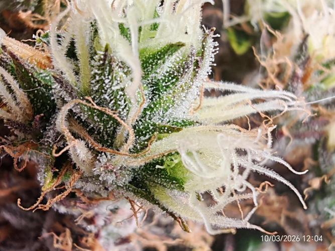 Imperium X. Week 16