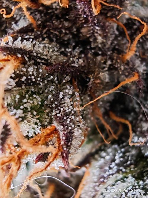 Imperium X. Week 16
