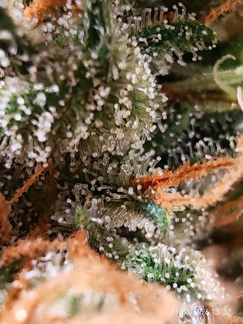 Imperium X. Week 16