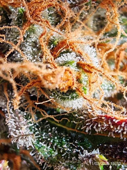 Imperium X. Week 16