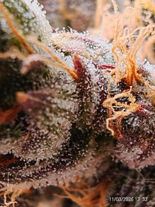 Imperium X. Week 16