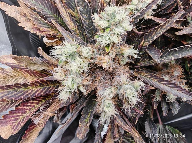 Imperium X. Week 16
